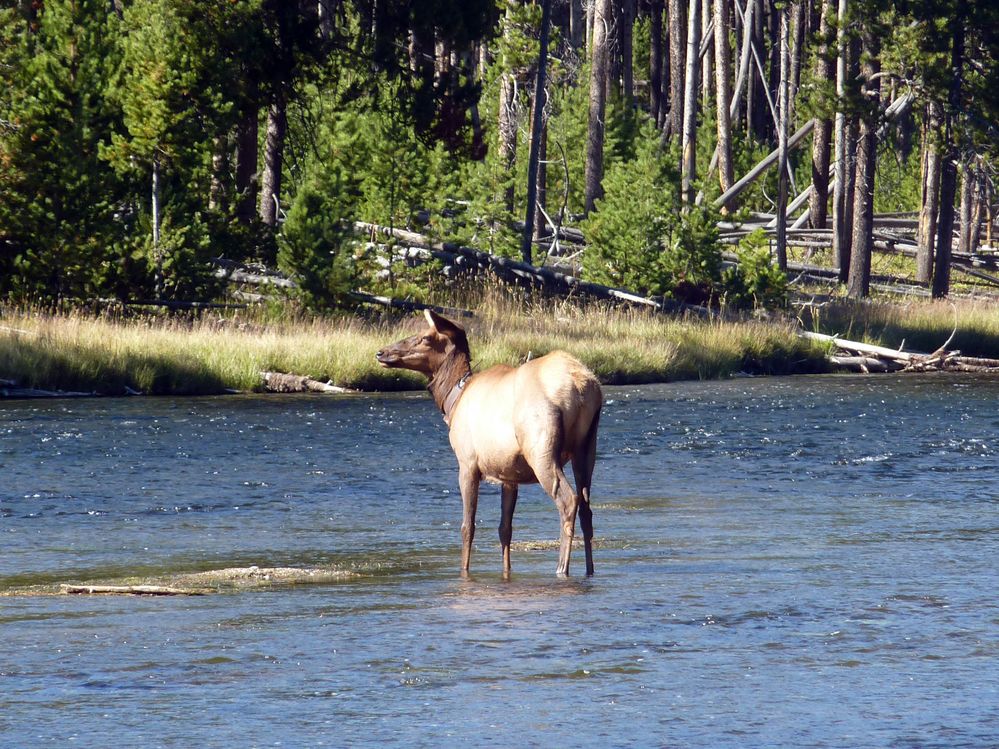 Yellowstone (18).JPG
